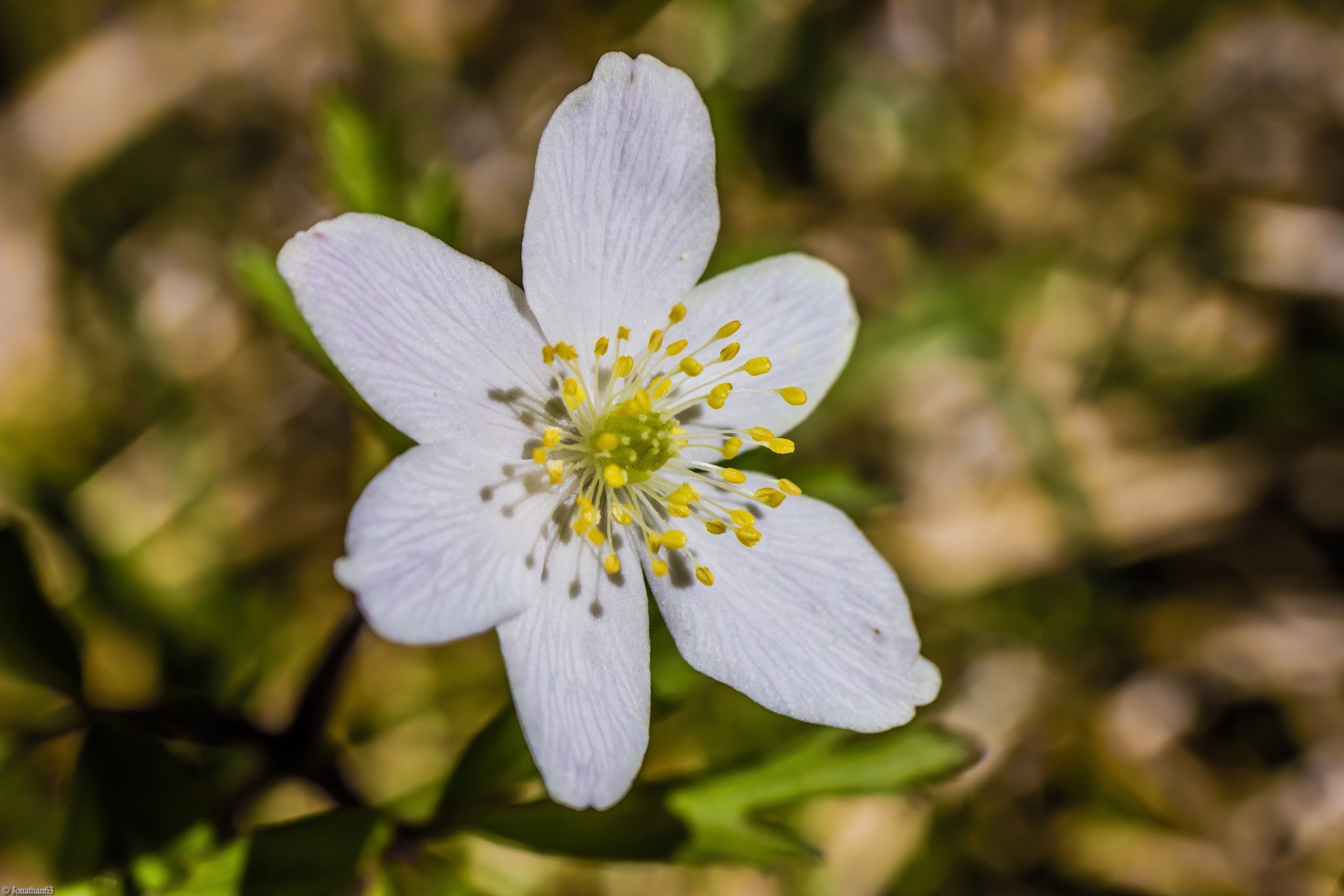 Fonds d'cran Nature Fleurs 