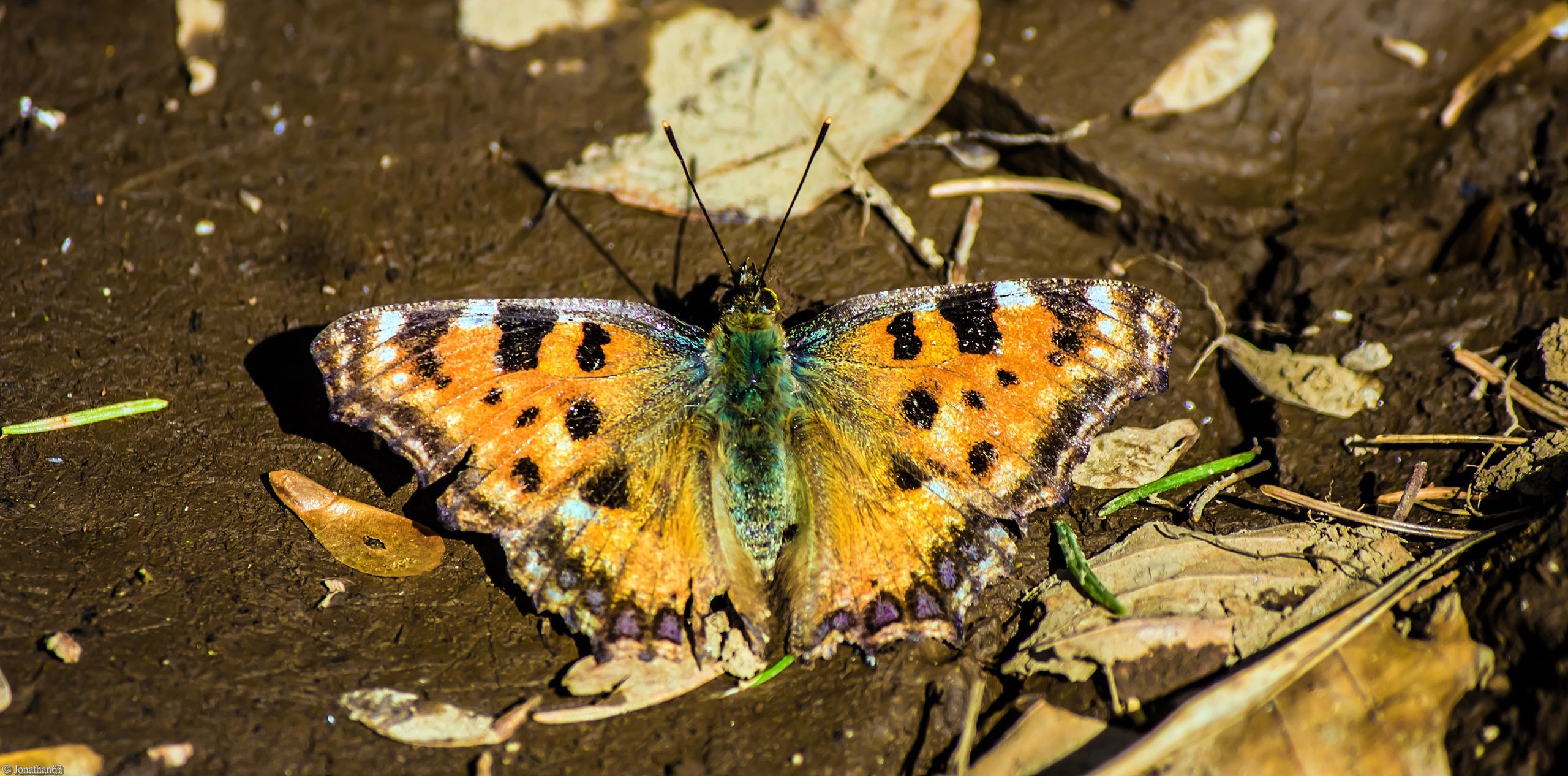 Fonds d'cran Animaux Insectes - Papillons 