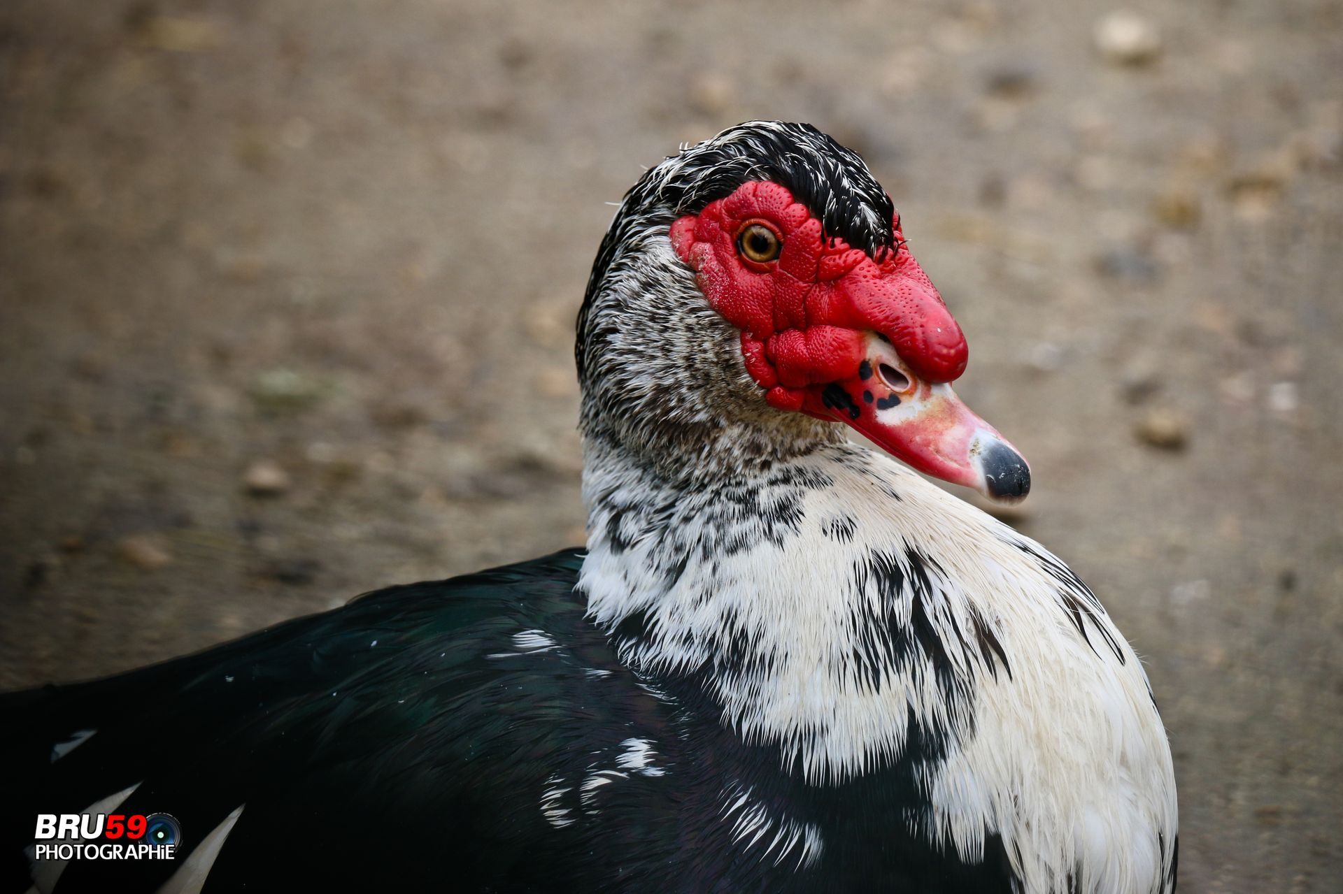 Wallpapers Animals Birds - Ducks Canard de Barbarie