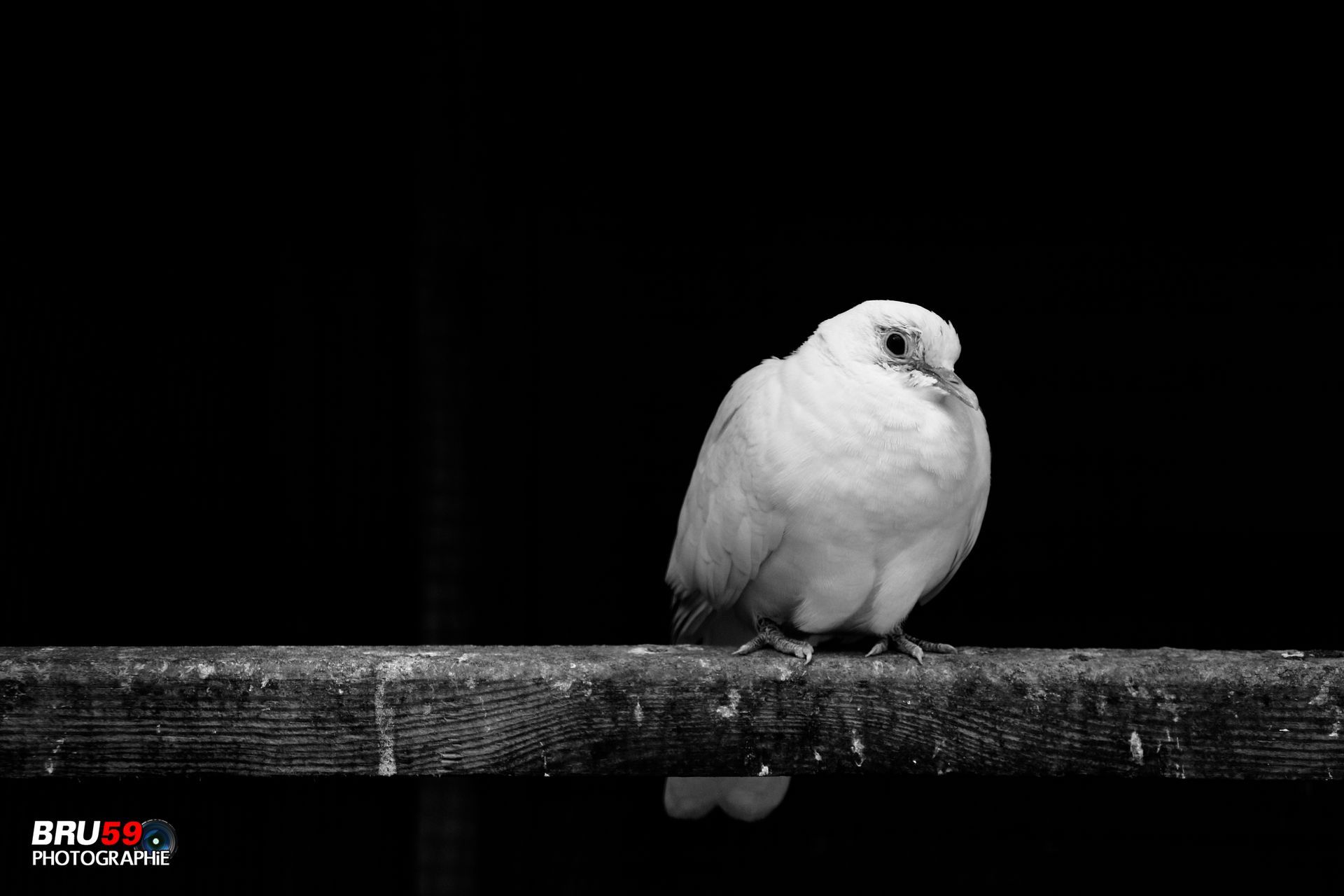 Wallpapers Animals Birds - Pigeons and Doves Pigeon au repos sur bout de bois