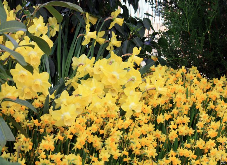 Fonds d'cran Nature Fleurs Fleurs