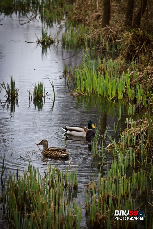 Wallpapers Animals Birds - Ducks Canards sauvages dans marécage