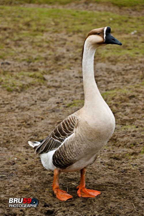 Wallpapers Animals Birds - Geese Oie de Guinée