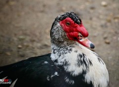  Animals Canard de Barbarie