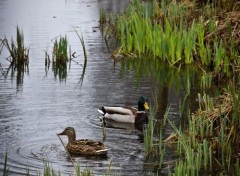  Animals Canards sauvages dans marécage