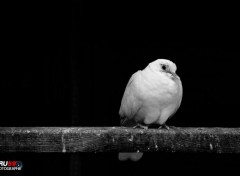  Animals Pigeon au repos sur bout de bois