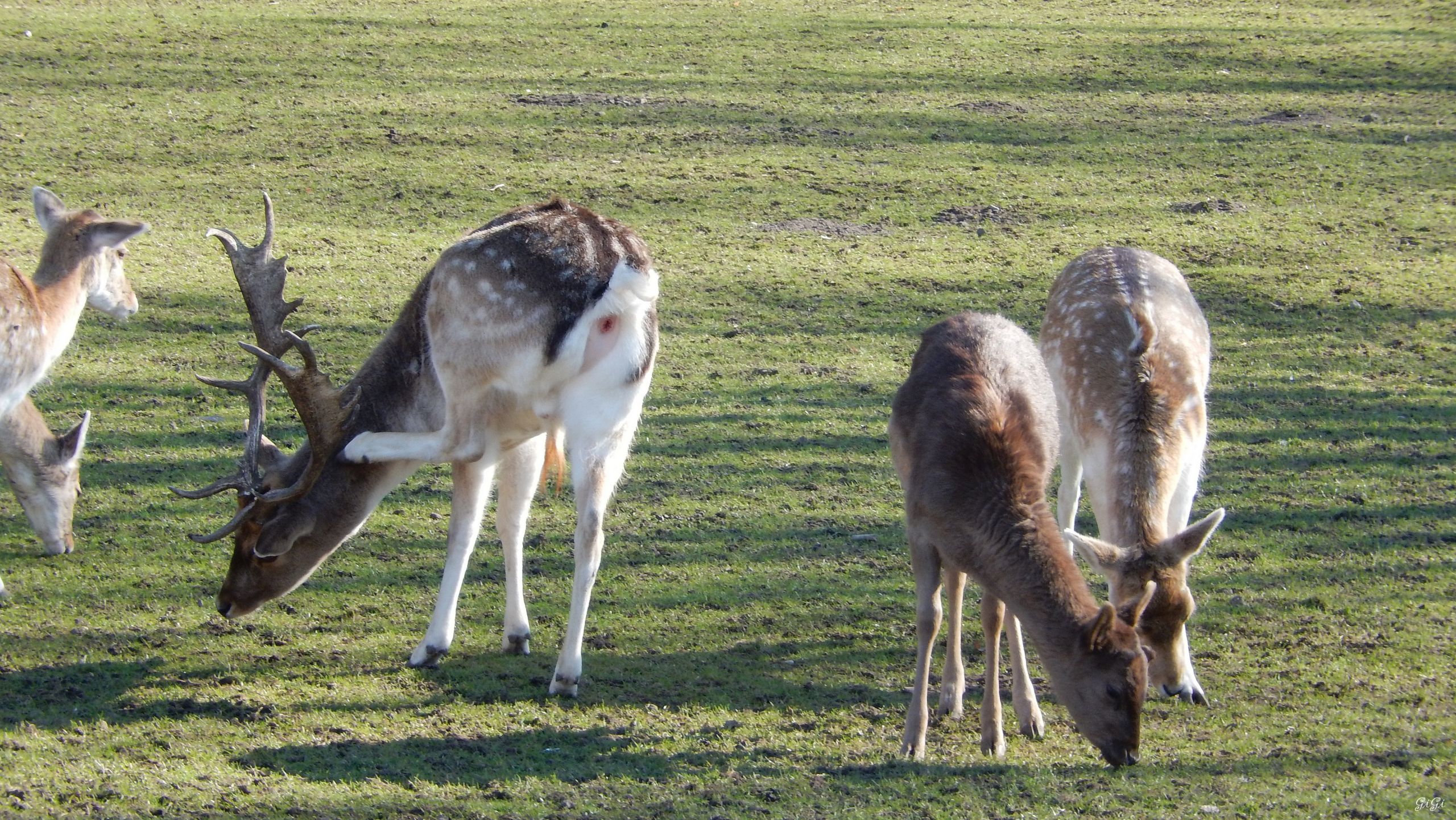 Fonds d'cran Animaux Cervids Nos amis, les btes