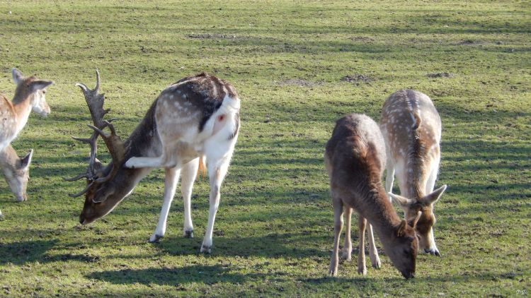 Fonds d'cran Animaux Cervids Nos amis, les btes