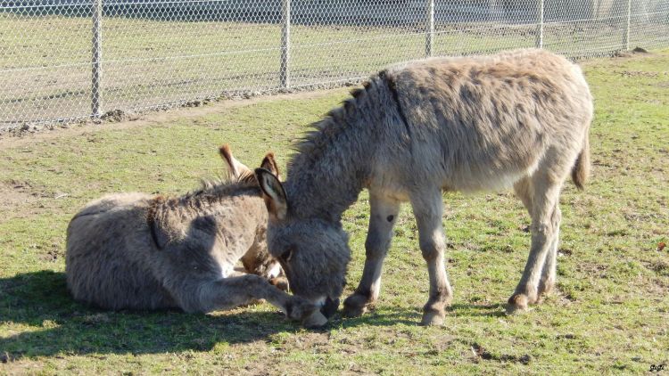 Wallpapers Animals Donkeys Nos amis, les btes