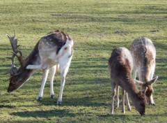  Animaux Nos amis, les btes