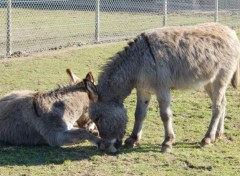  Animaux Nos amis, les btes