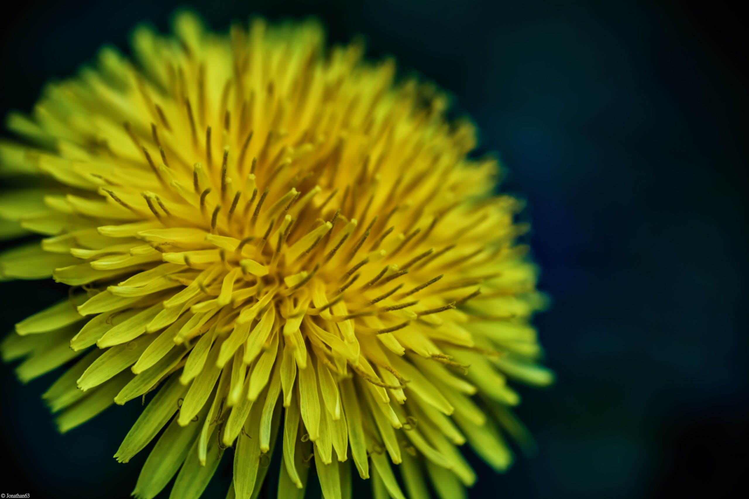 Fonds d'cran Nature Fleurs 