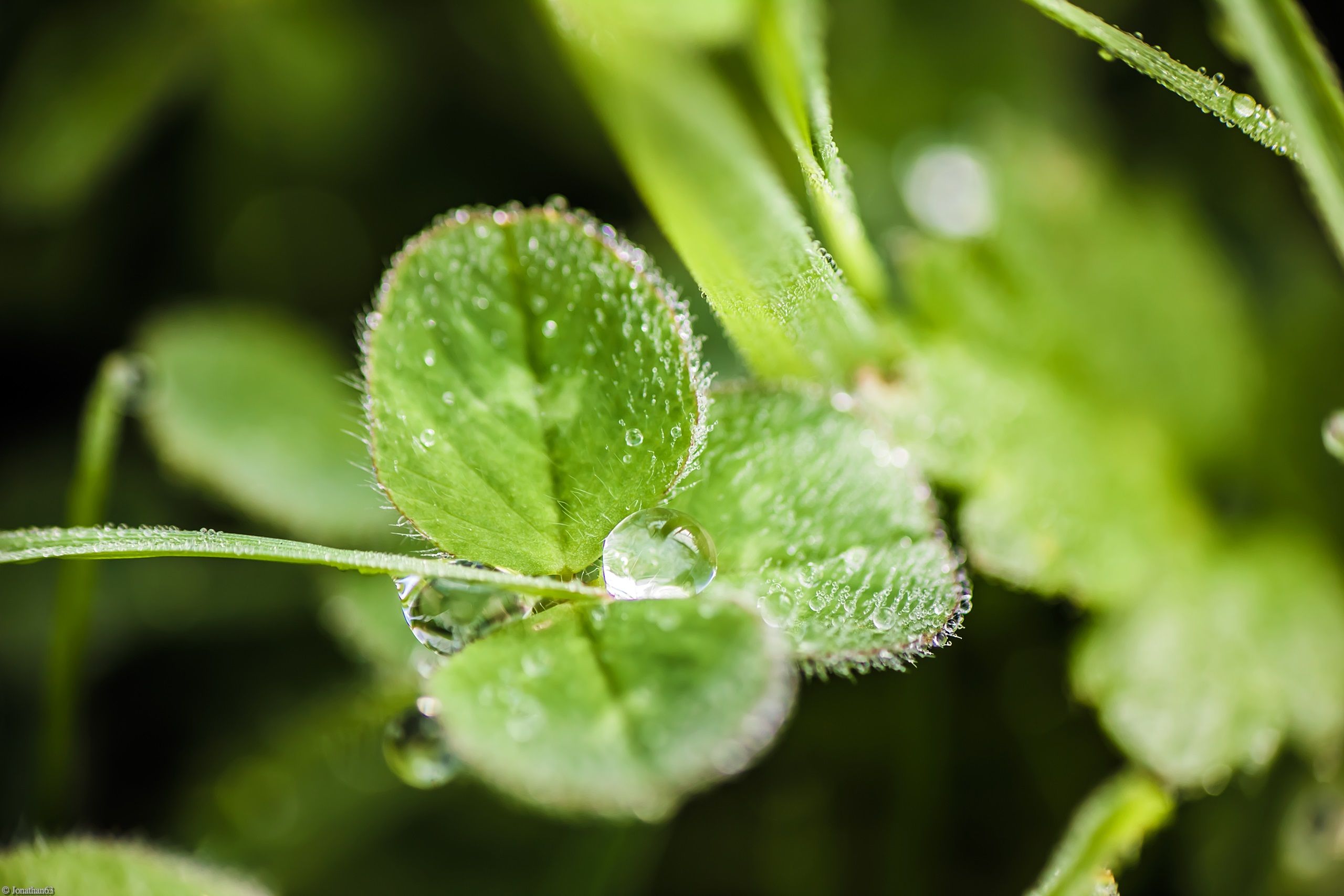 Fonds d'cran Nature Herbes Gouttes