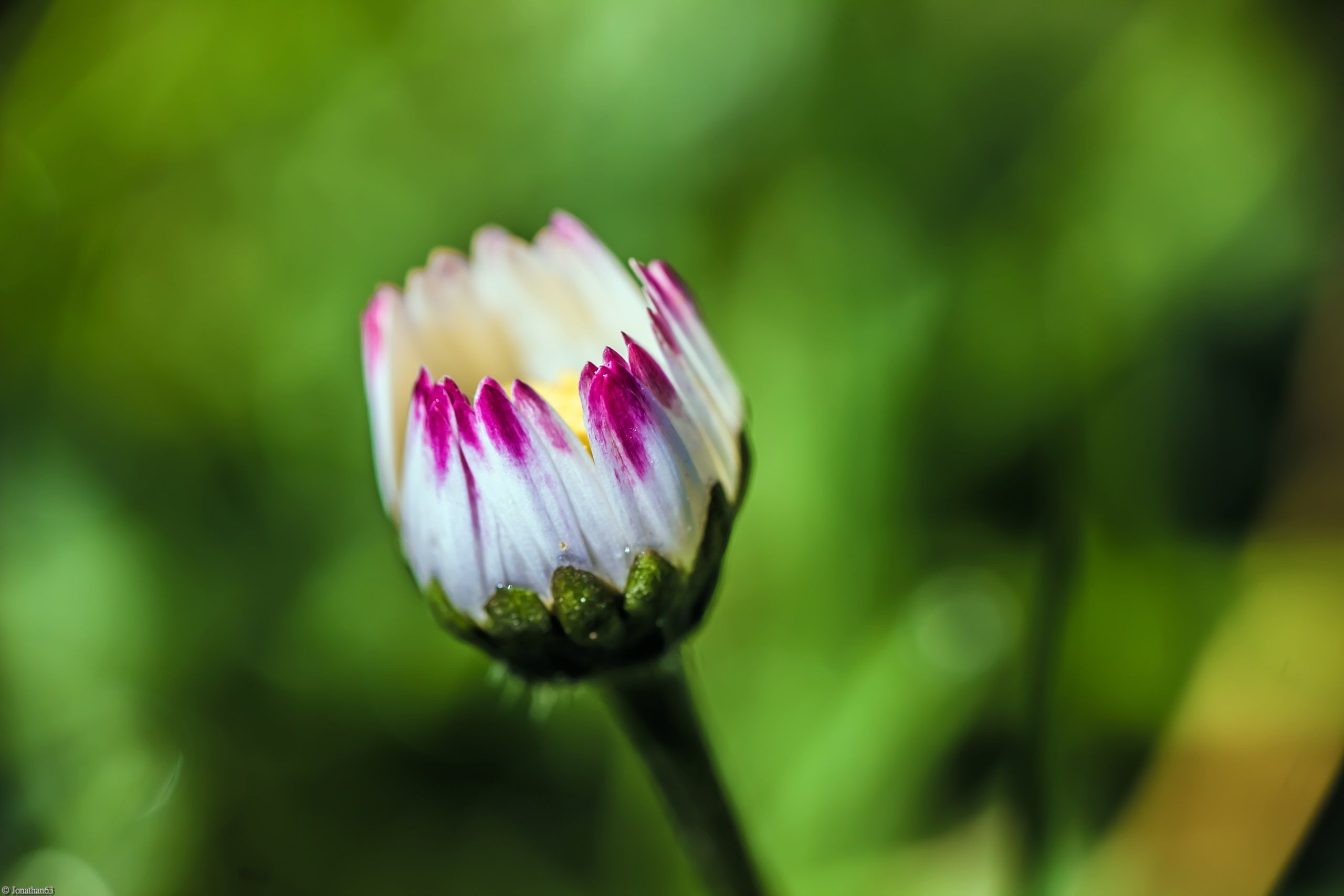 Fonds d'cran Nature Fleurs 