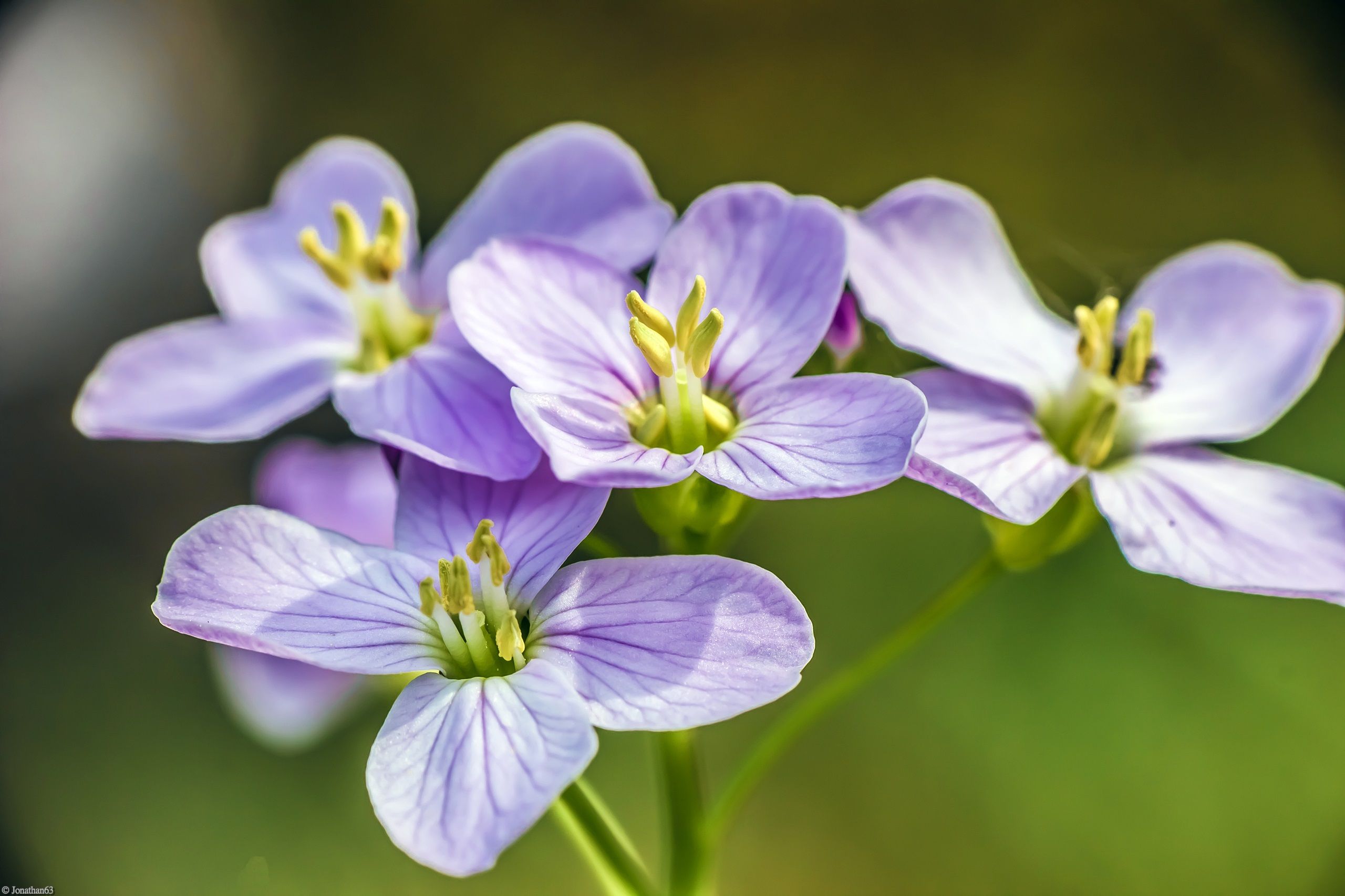 Fonds d'cran Nature Fleurs 