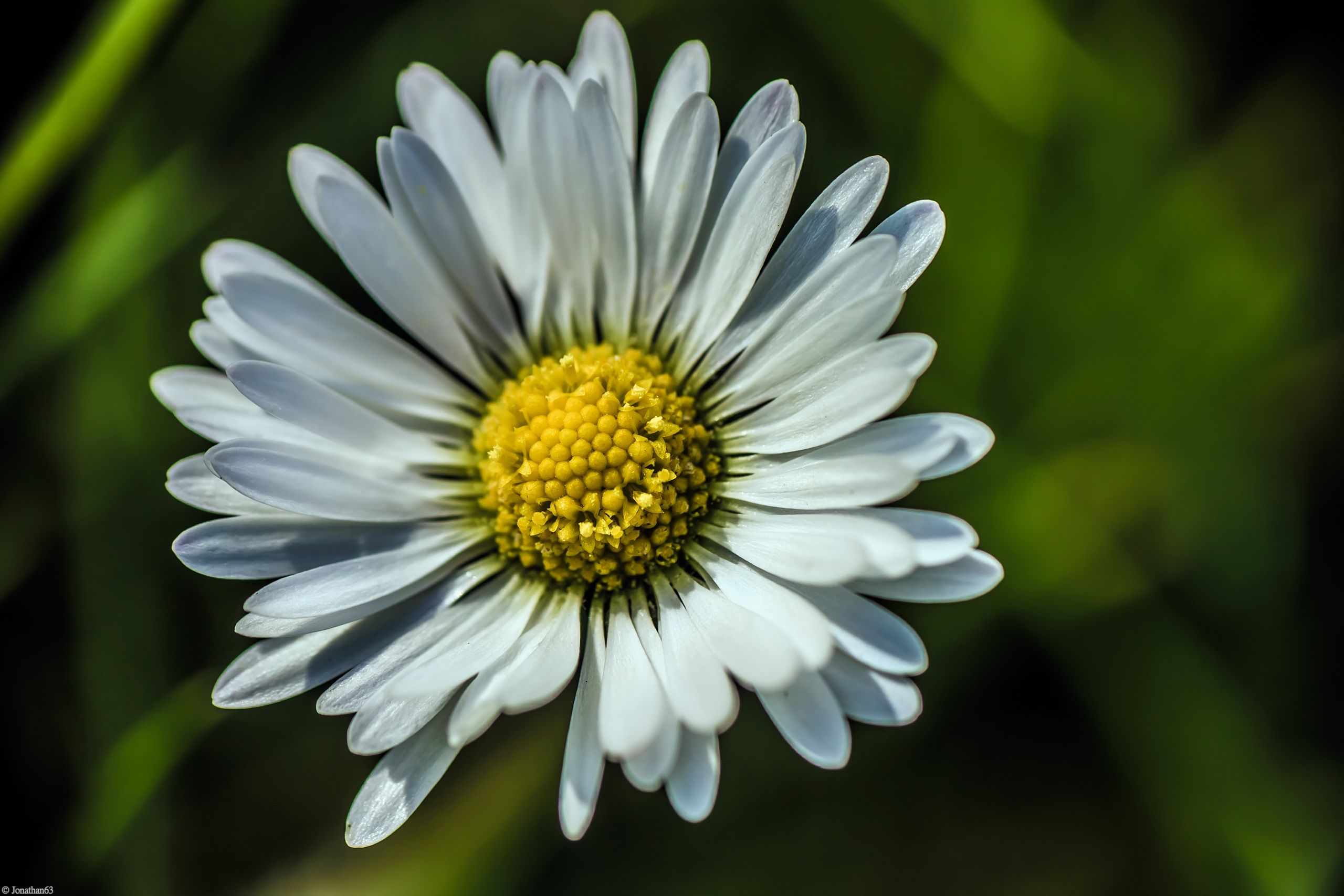 Wallpapers Nature Flowers 