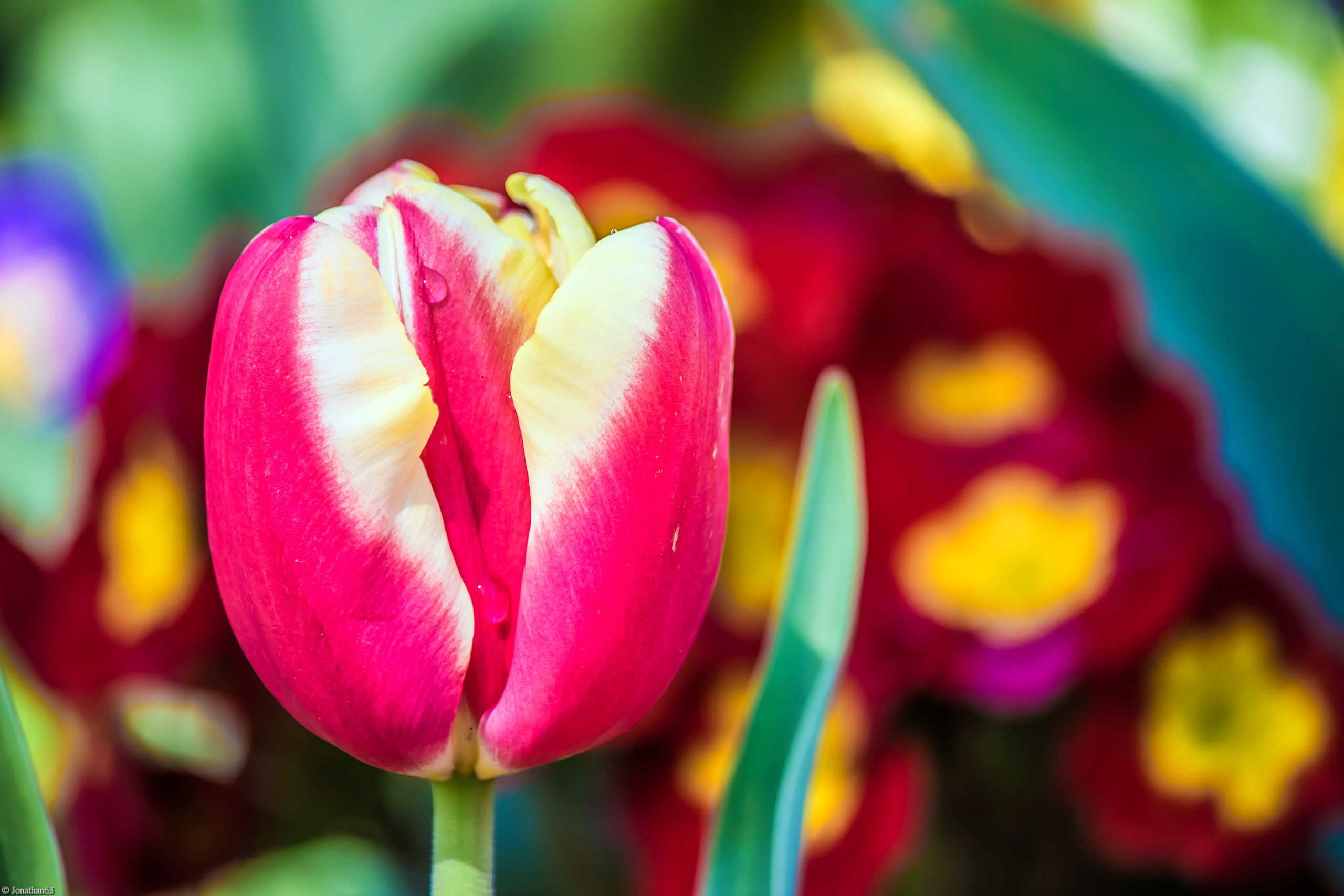 Fonds d'cran Nature Fleurs 