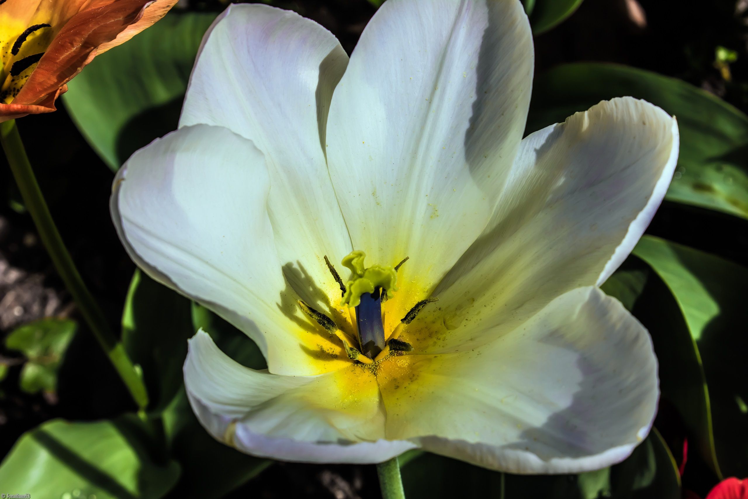 Fonds d'cran Nature Fleurs 