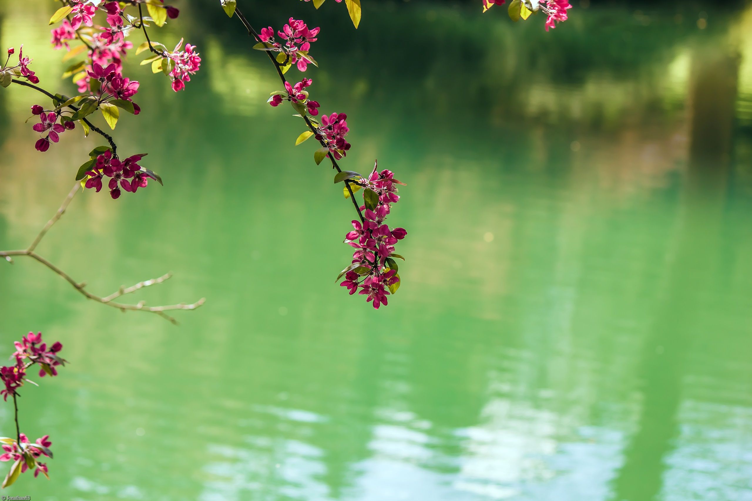 Fonds d'cran Nature Fleurs 