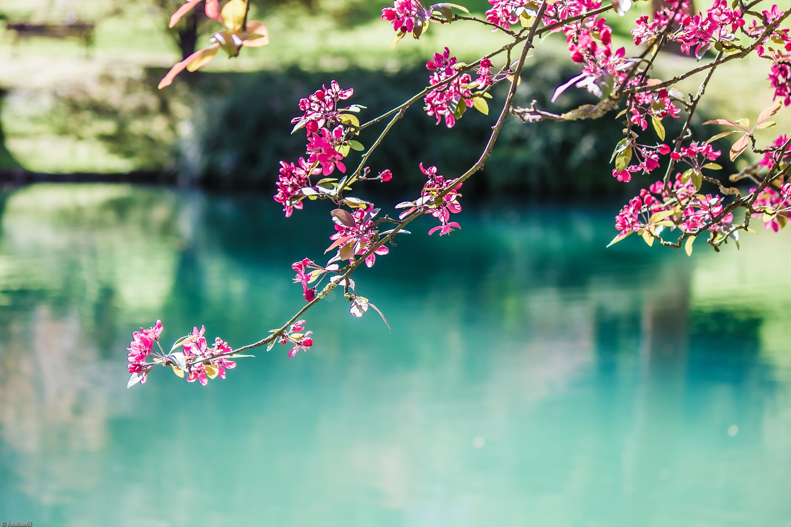 Fonds d'cran Nature Fleurs 