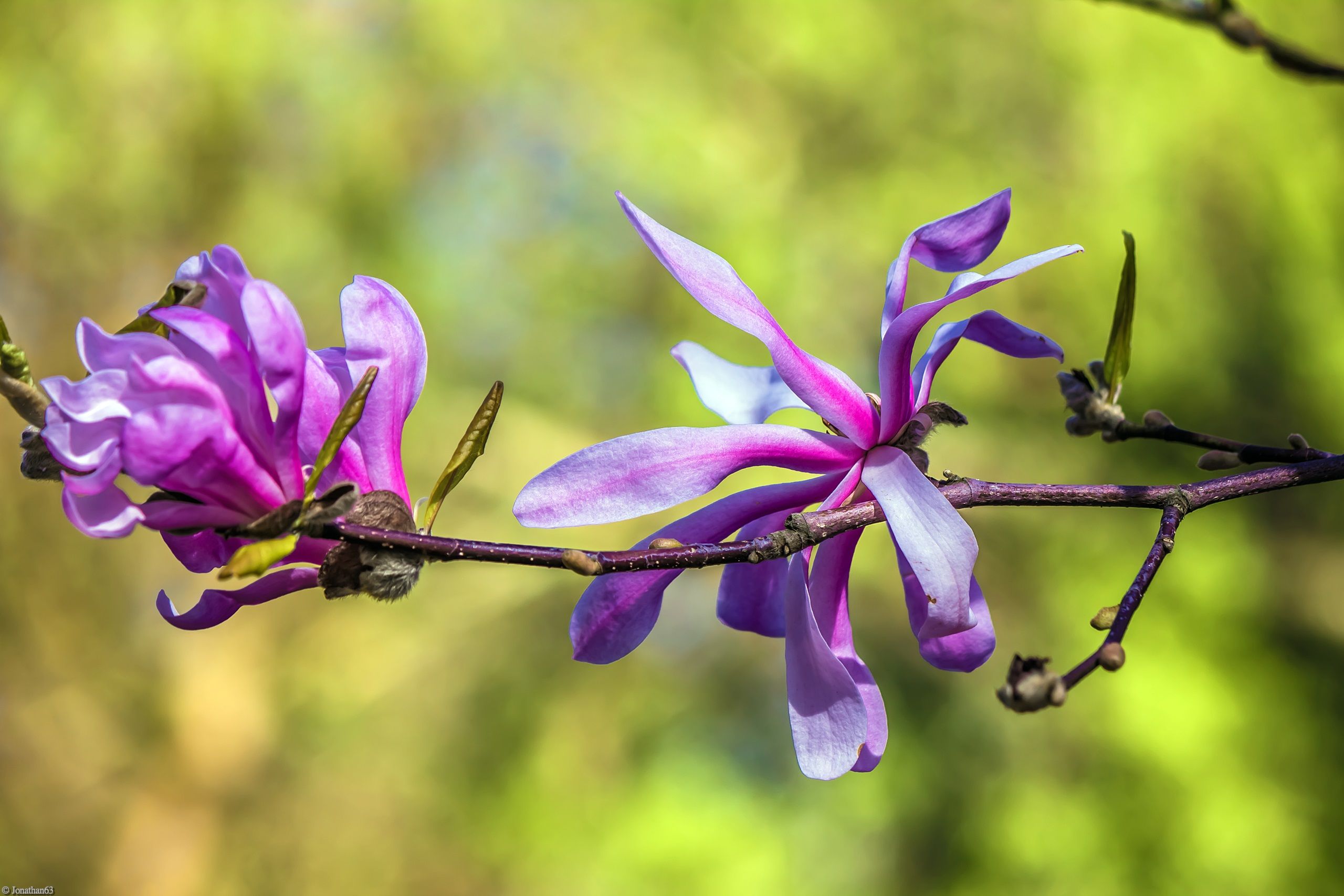 Fonds d'cran Nature Fleurs 