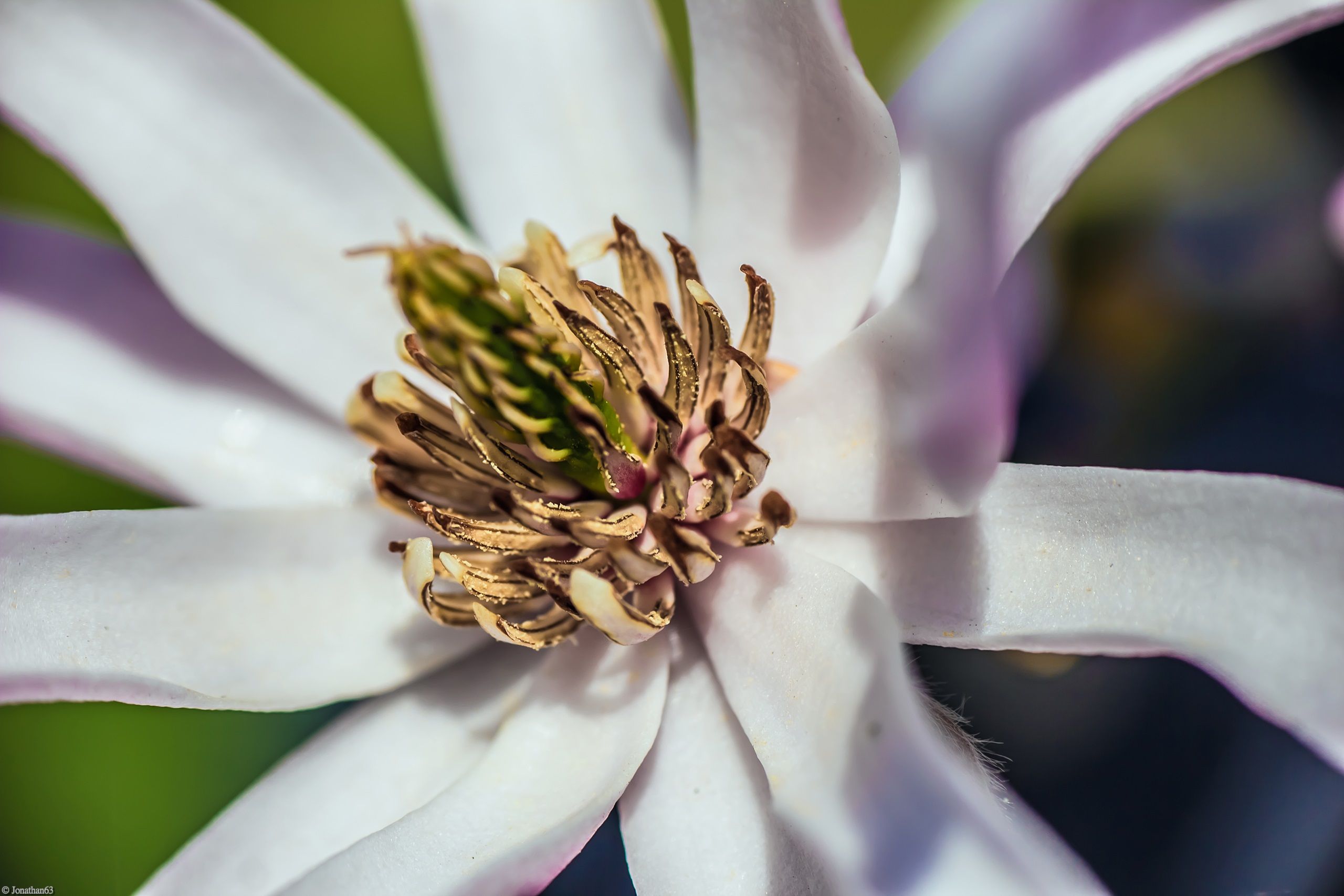 Fonds d'cran Nature Fleurs 