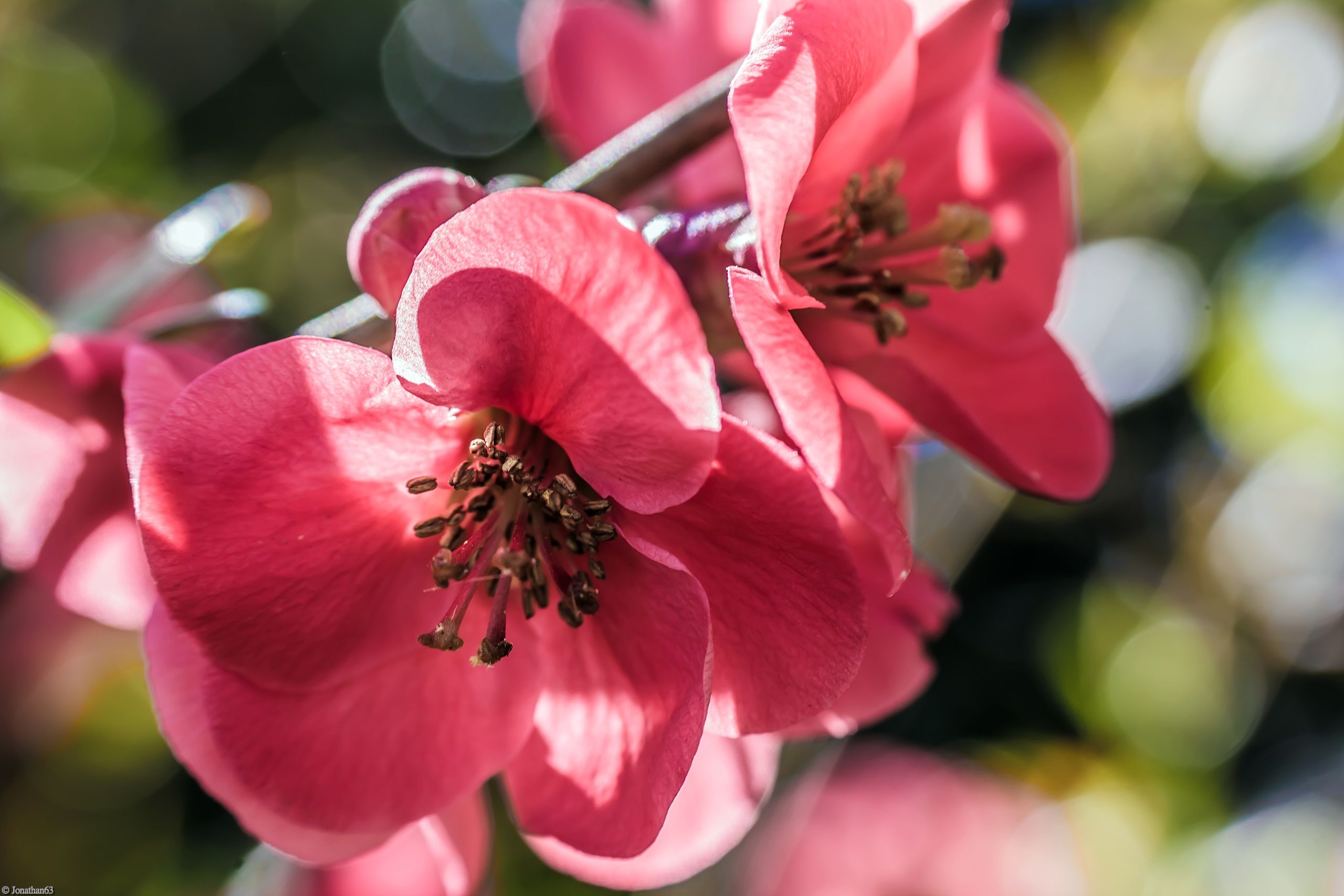 Fonds d'cran Nature Fleurs 