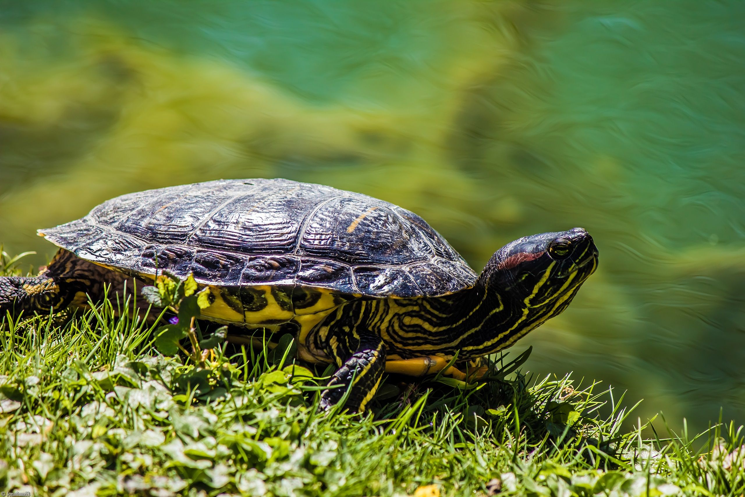 Fonds d'cran Animaux Tortues 