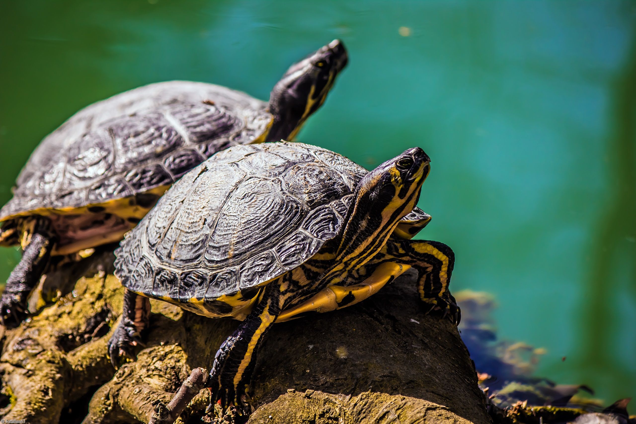 Fonds d'cran Animaux Tortues 