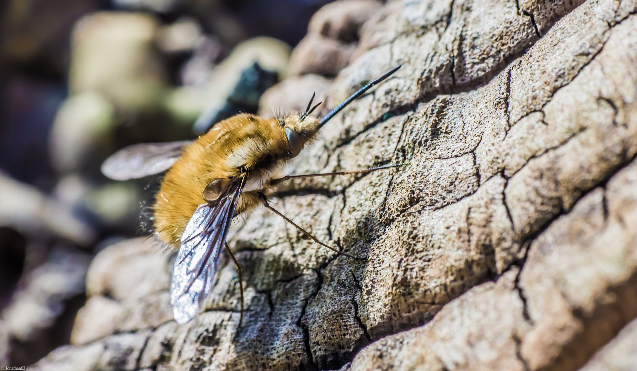 Fonds d'cran Animaux Insectes - Divers 