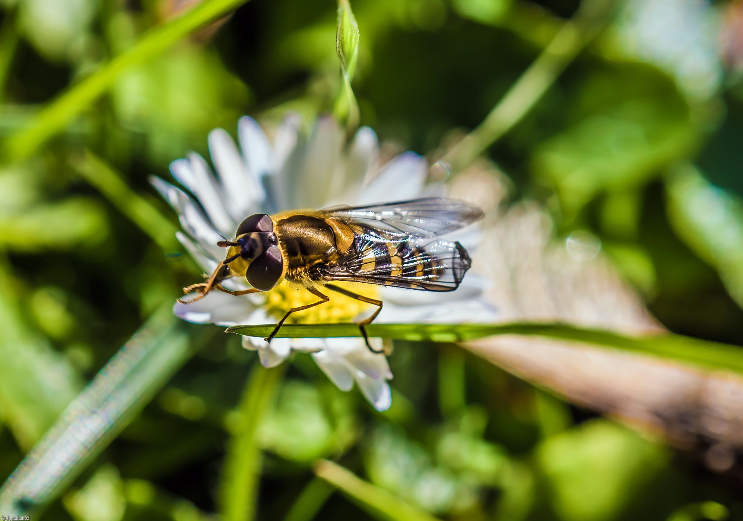 Fonds d'cran Animaux Insectes - Abeilles Gupes ... 