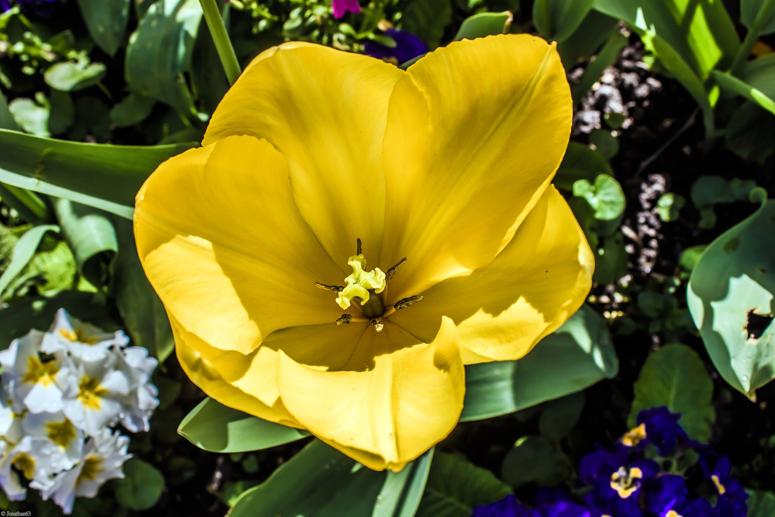 Fonds d'cran Nature Fleurs 