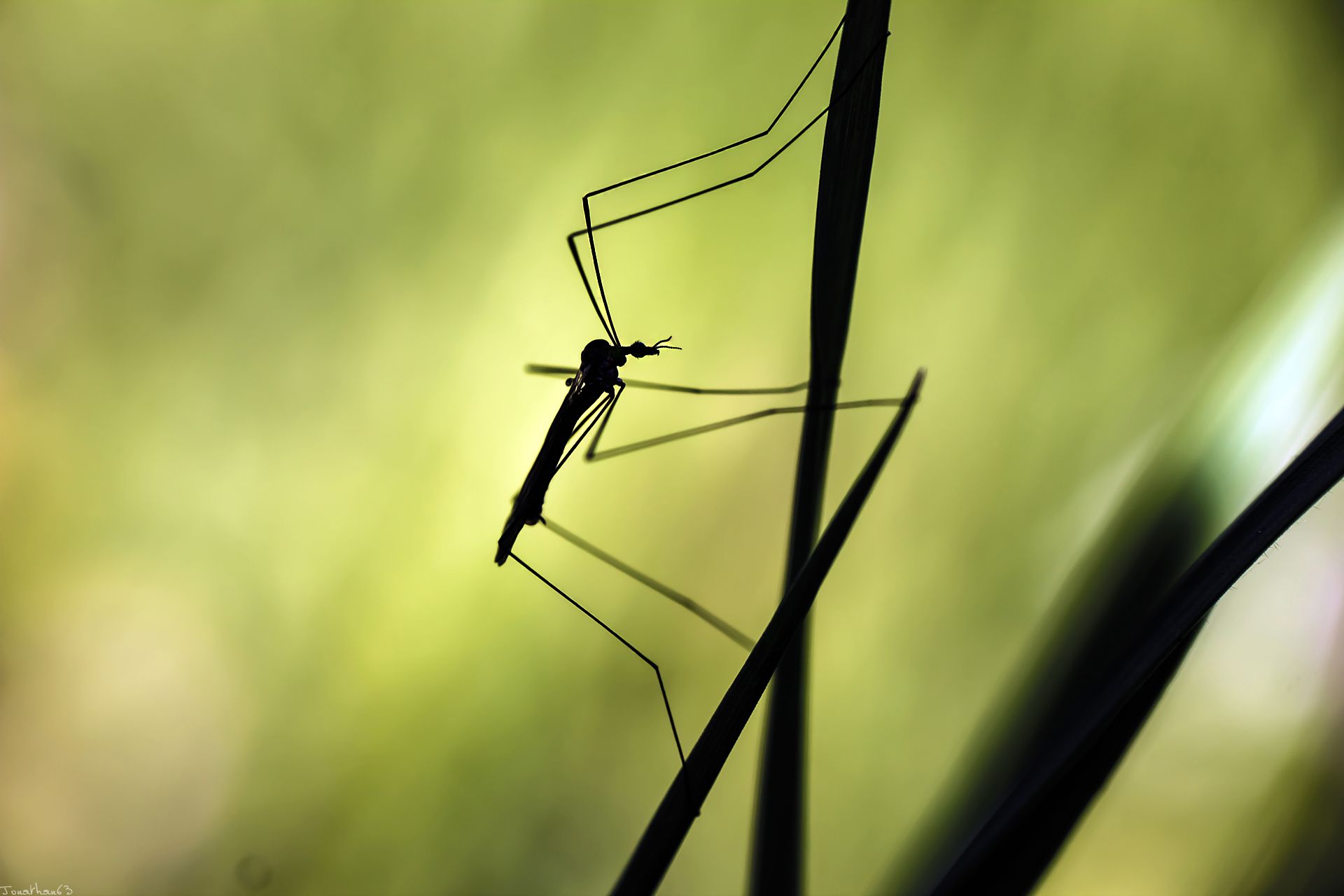 Fonds d'cran Animaux Insectes - Divers 