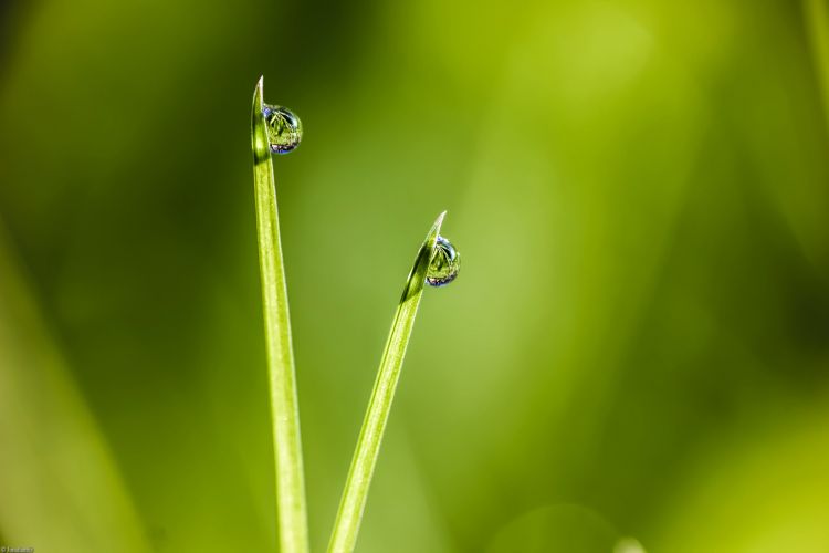 Fonds d'cran Nature Herbes Gouttes