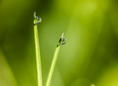  Nature Gouttes