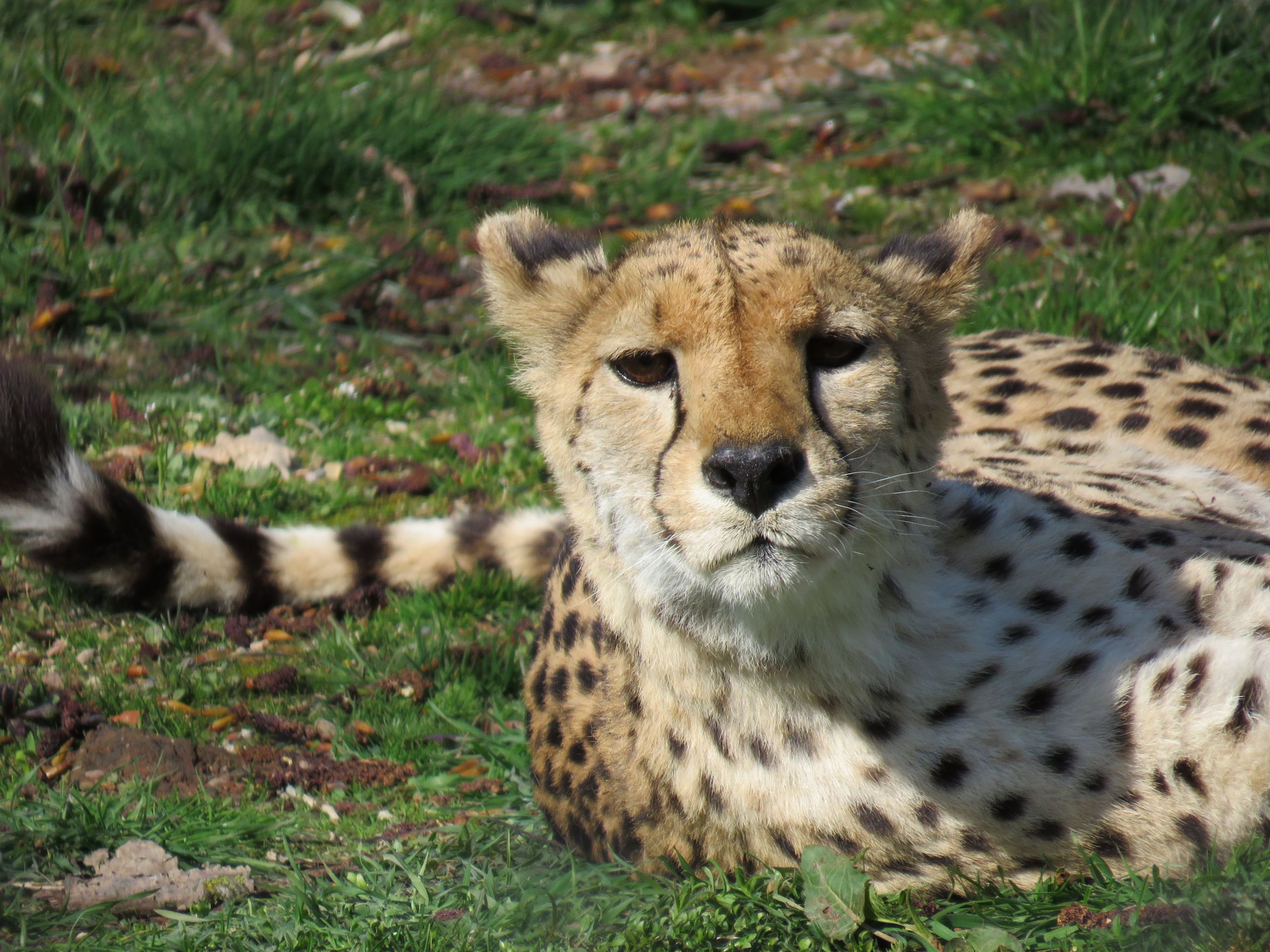 Wallpapers Animals Felines - Cheetahs 