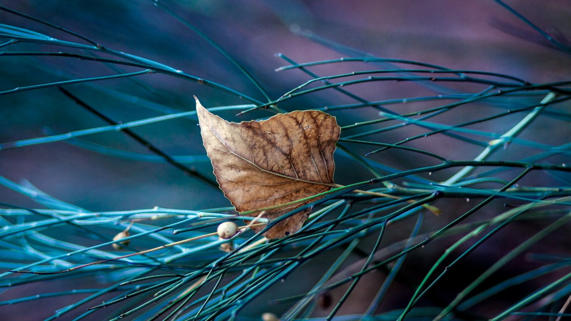 Fonds d'cran Nature Feuilles - Feuillages 