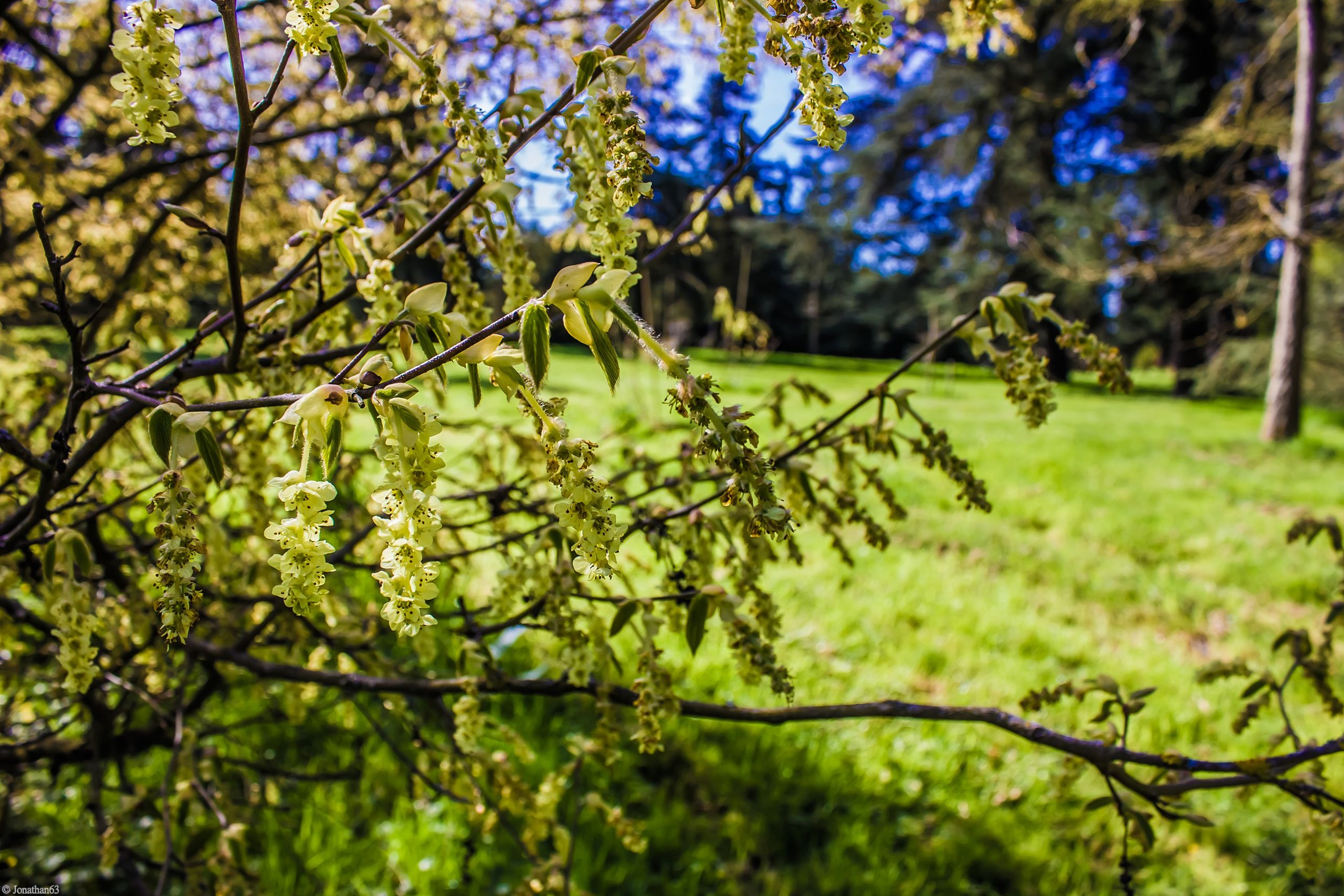 Wallpapers Nature Leaves - Foliage 