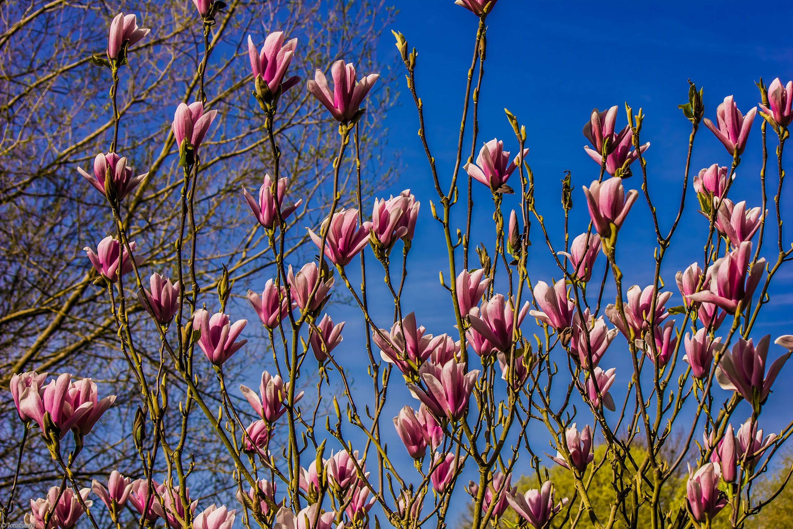 Fonds d'cran Nature Fleurs 