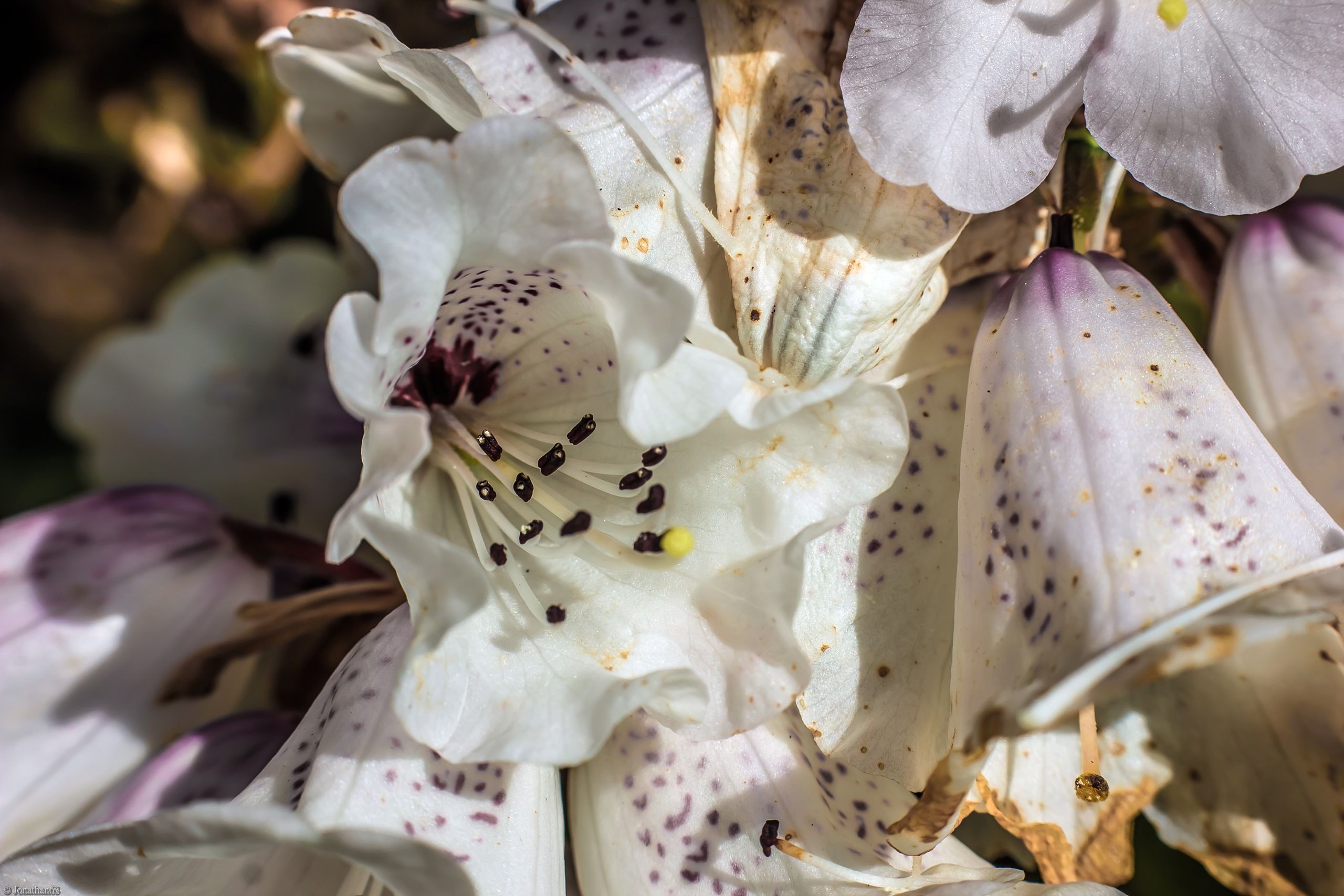 Fonds d'cran Nature Fleurs 