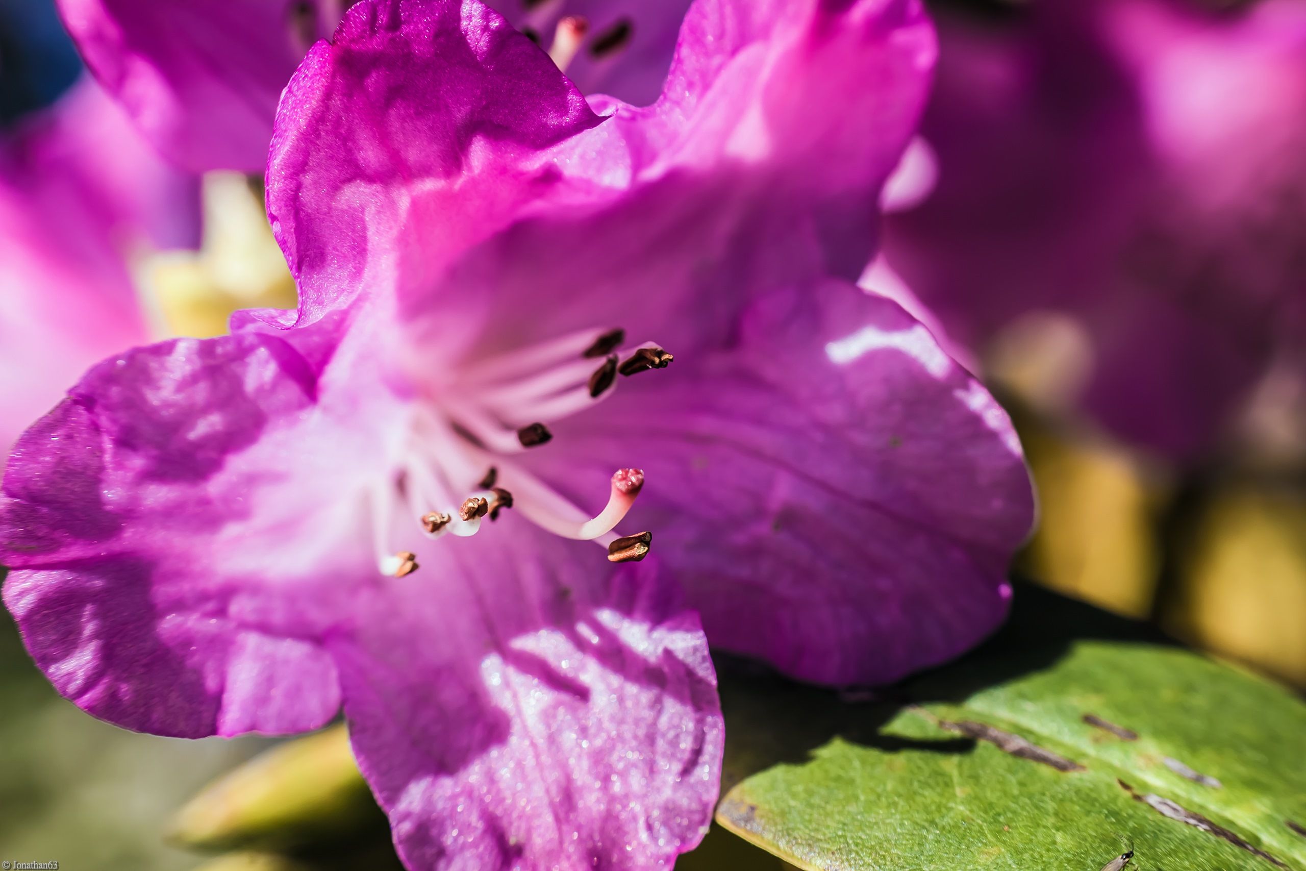 Fonds d'cran Nature Fleurs 