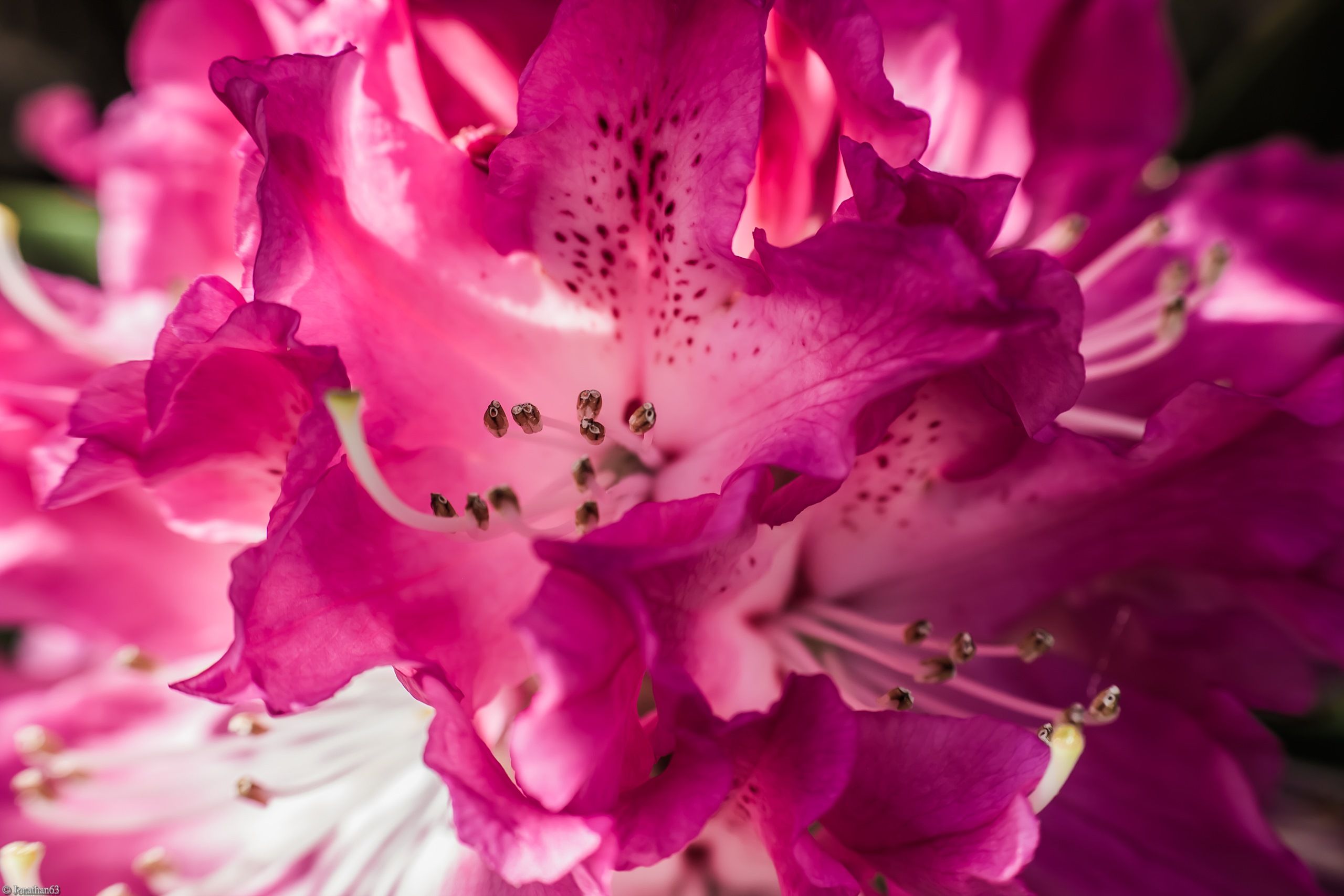 Fonds d'cran Nature Fleurs 