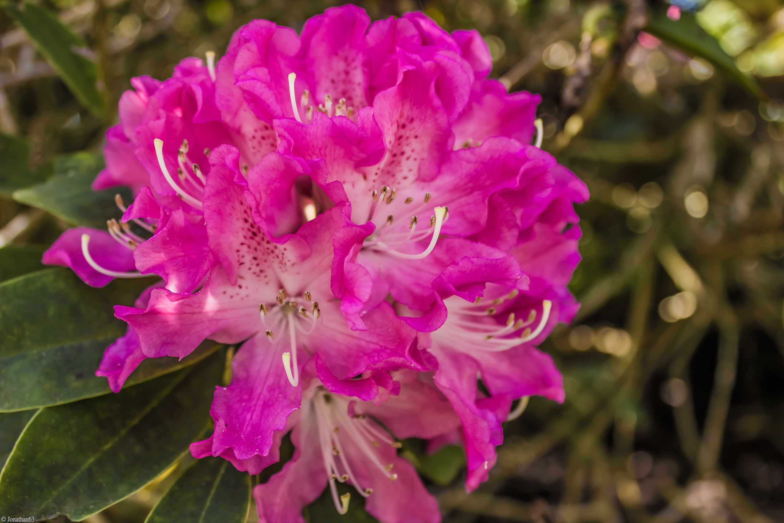 Fonds d'cran Nature Fleurs 