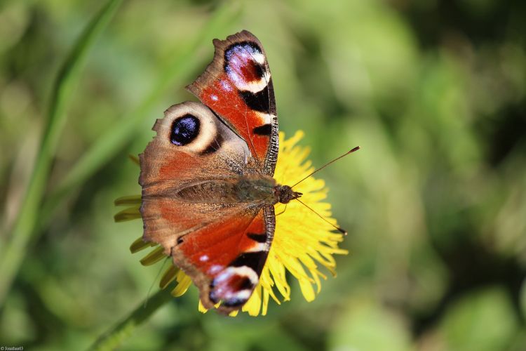 Fonds d'cran Animaux Insectes - Papillons Paon du jour