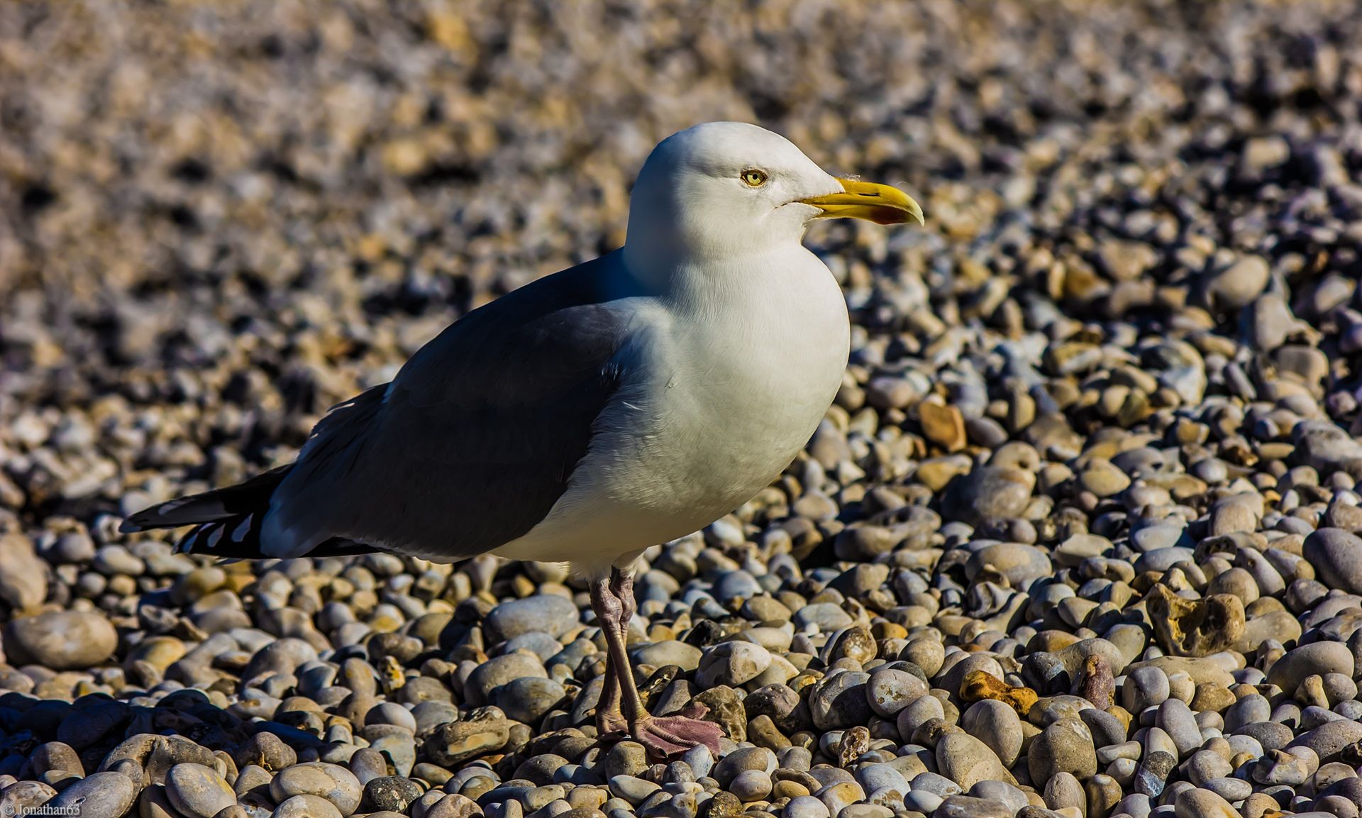 Fonds d'cran Animaux Oiseaux - Mouettes et Golands 