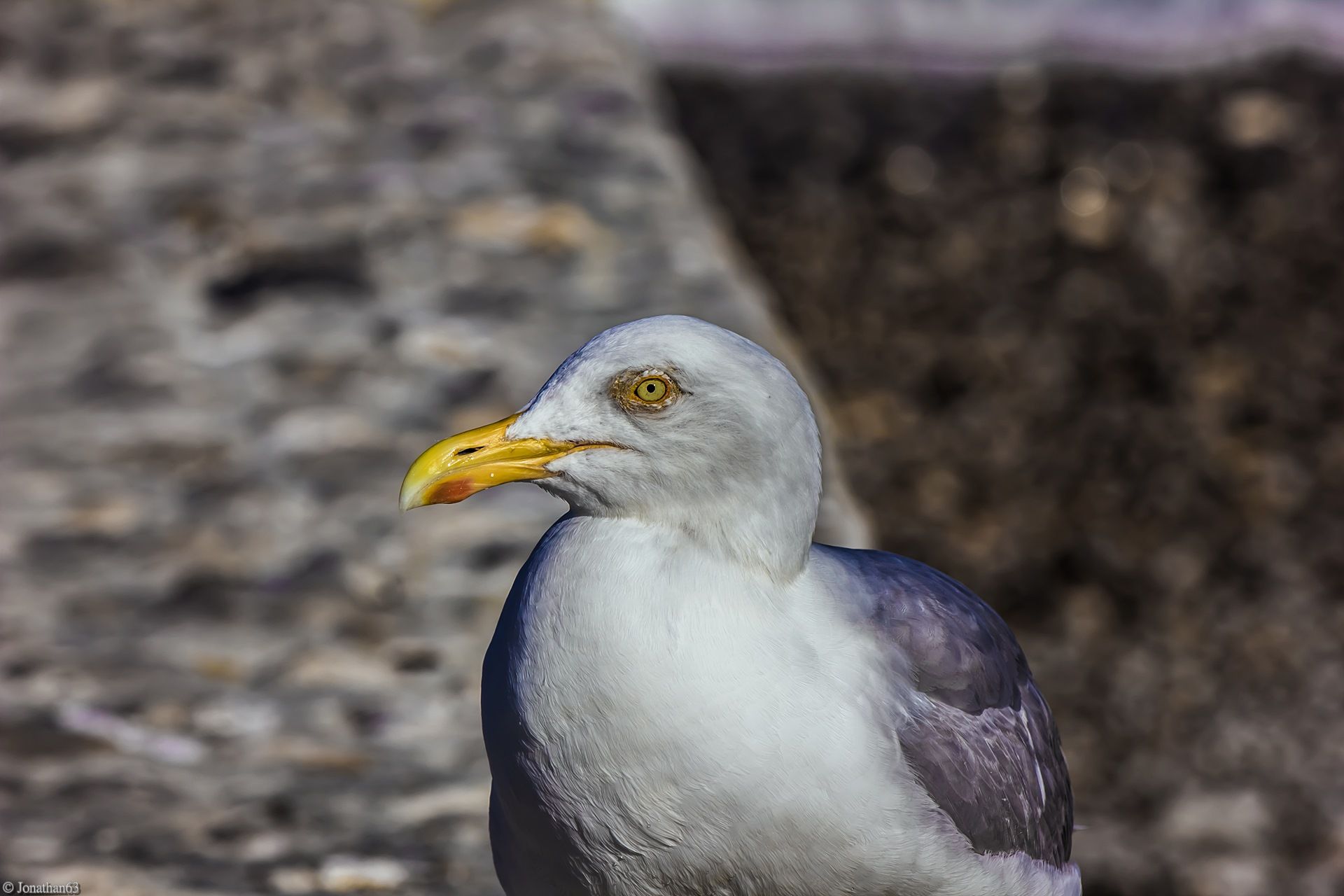 Fonds d'cran Animaux Oiseaux - Mouettes et Golands 