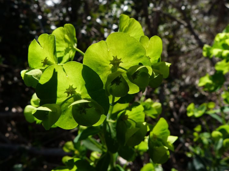 Fonds d'cran Nature Plantes - Arbustes Euphorbe des Balares 