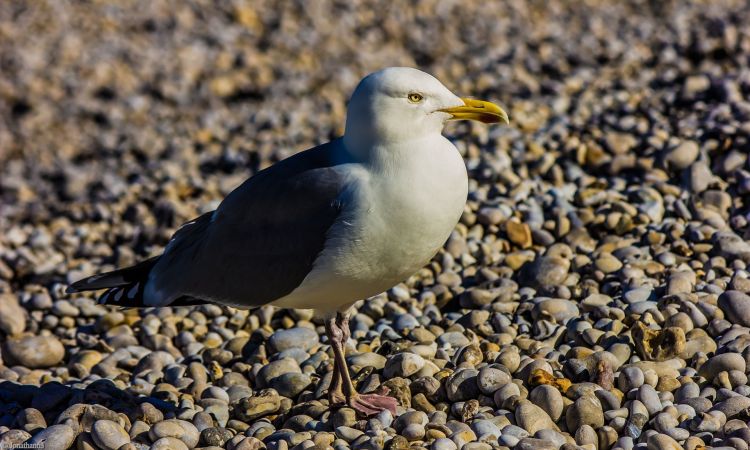 Fonds d'cran Animaux Oiseaux - Mouettes et Golands Wallpaper N402713