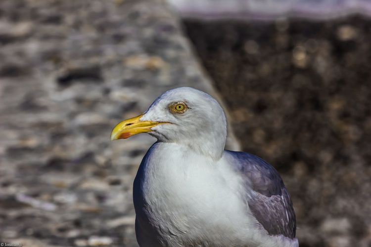 Fonds d'cran Animaux Oiseaux - Mouettes et Golands Wallpaper N402714