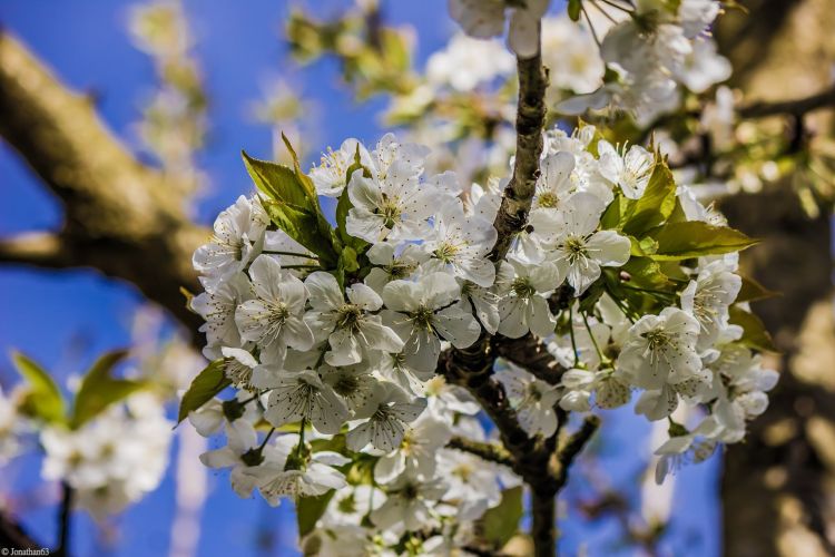 Fonds d'cran Nature Saisons - Printemps Printemps